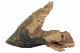 Rooted Triceratops Tooth - South Dakota #70136-3